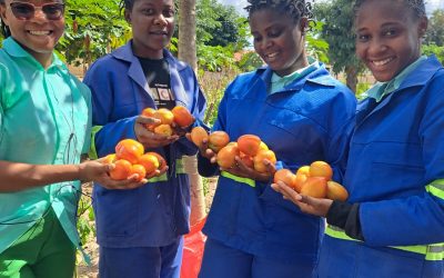 LOS HUERTOS YA PRODUCEN EN MOZAMBIQUE